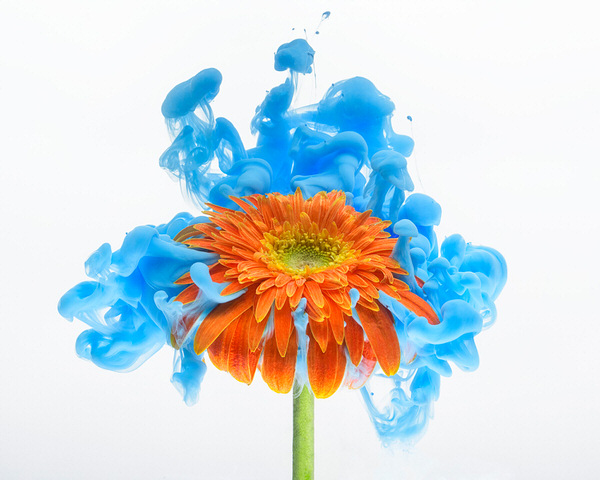 Photograph Jirawat Plekhongthu Gerbera I on One Eyeland