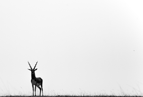 Photograph Shajin Nambiar The Buck Stops Here on One Eyeland