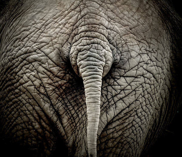 Photograph Yoshitaka Aida Elephant on One Eyeland