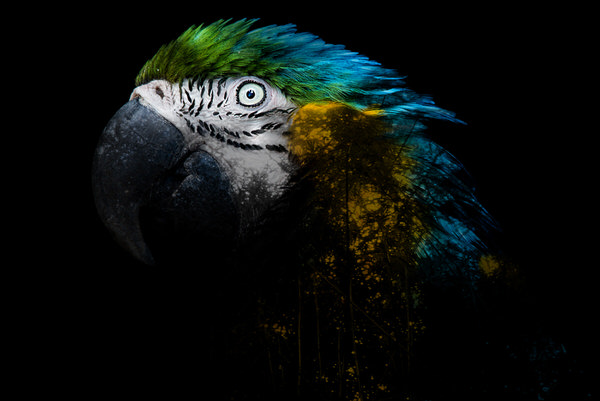 Photograph Izumi T Macaw on One Eyeland