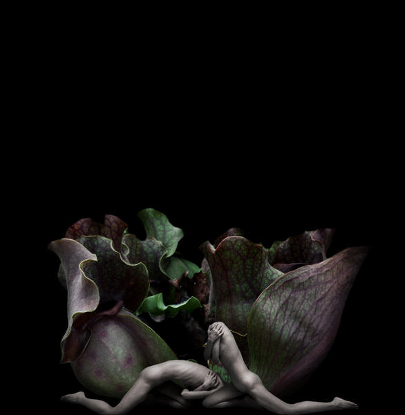 Photograph Sui Sawada Self Portrait Sarracenia Purpurea on One Eyeland