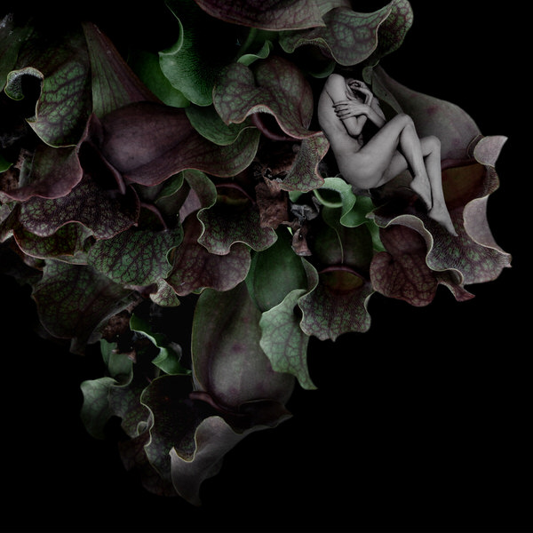 Photograph Sui Sawada Self Portrait Sarracenia Purpurea on One Eyeland