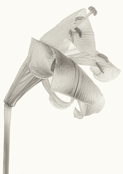 Photograph Duschan Tomic Once Was Blooming on One Eyeland