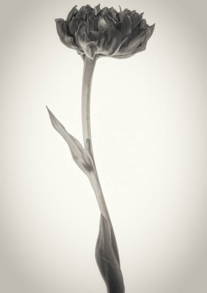 Photograph Duschan Tomic Parrot Tulip Vertical on One Eyeland
