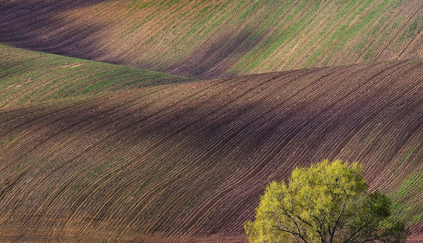 Photograph Suk Eun Kim One Tree on One Eyeland