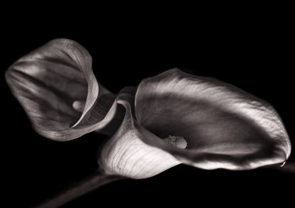 Photograph Duschan Tomic Two Callas Crossing on One Eyeland