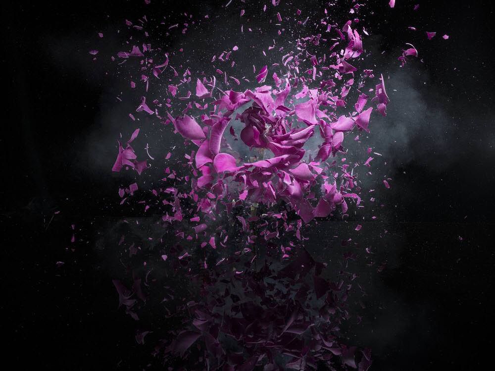 Photograph Jonathan Knowles Exploding Flower on One Eyeland
