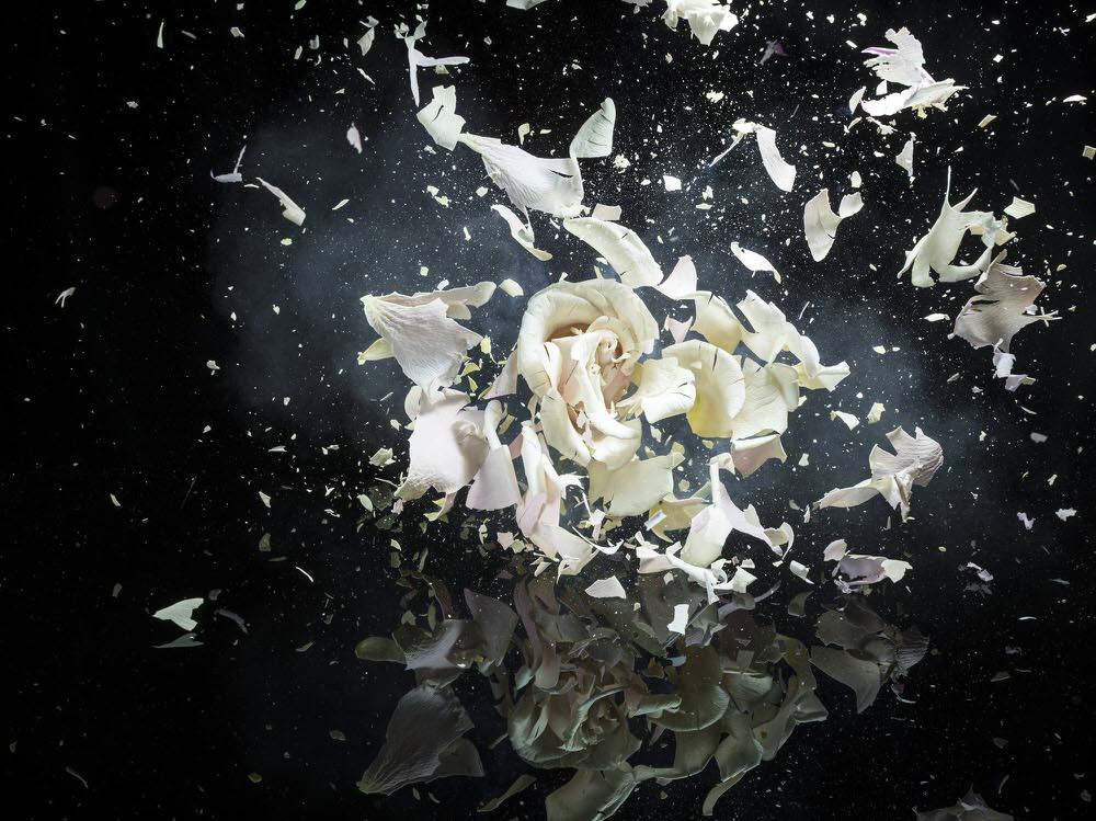Photograph Jonathan Knowles Exploding Flower on One Eyeland