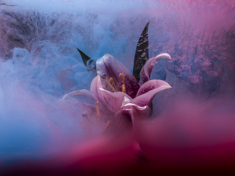 Photograph Jonathan Knowles Paint Flower on One Eyeland