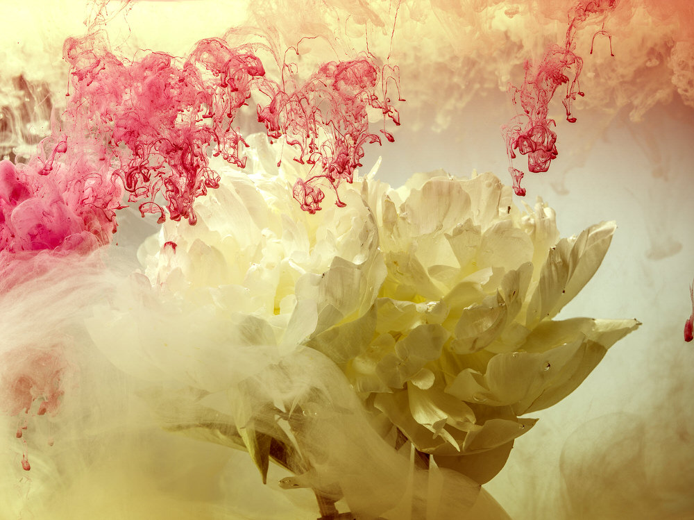 Photograph Jonathan Knowles Paint Flower on One Eyeland