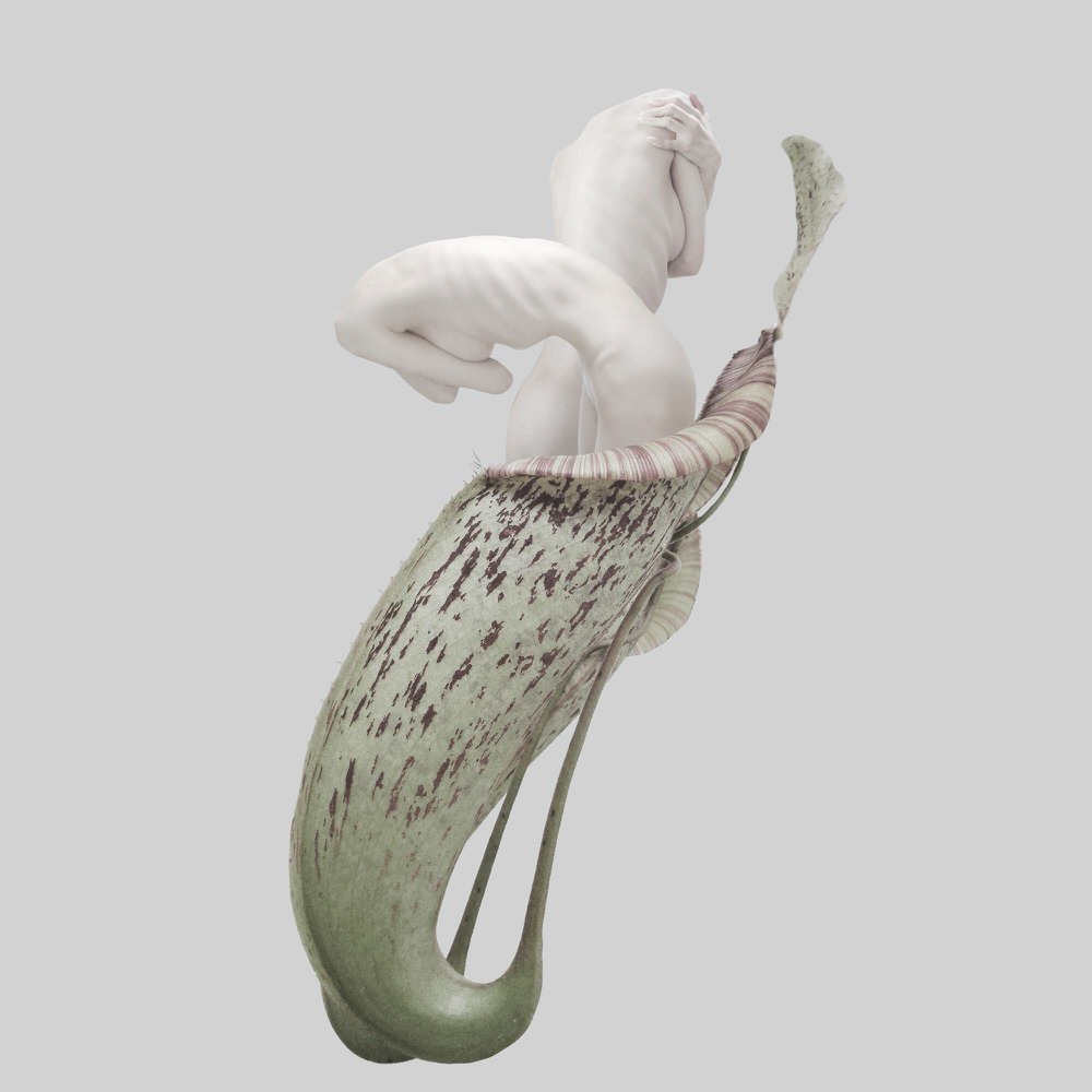 Photograph Sui Sawada Self Portrait Nepenthes Rafflesiana on One Eyeland