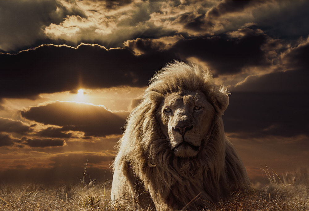 Photograph Jackson Carvalho Majesty on One Eyeland