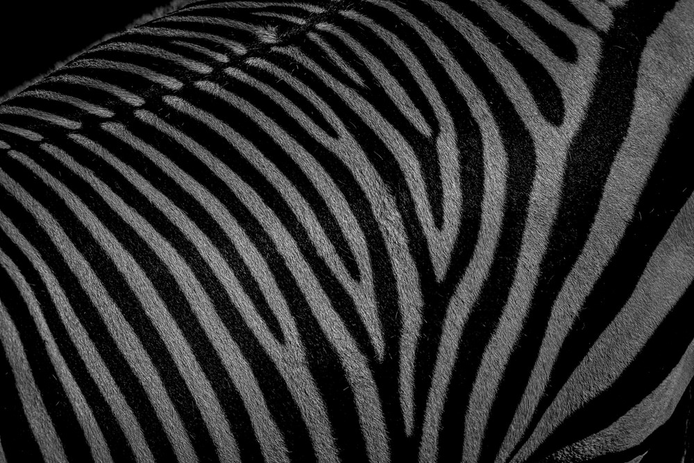 Photograph Yoshitaka Aida Zebra Pattern on One Eyeland