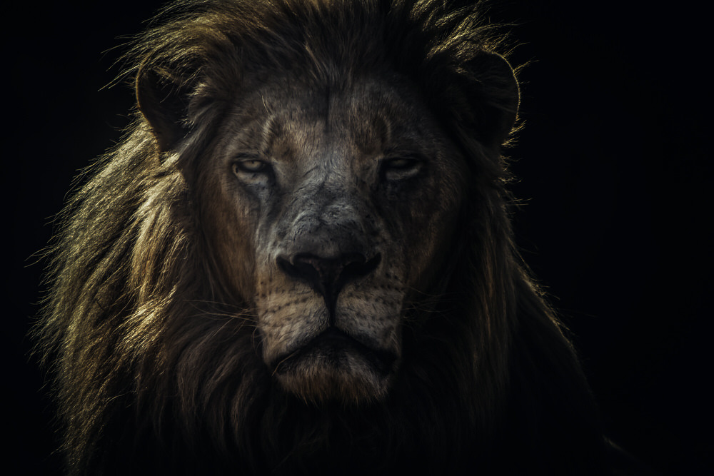 Photograph Jackson Carvalho Face To Face on One Eyeland