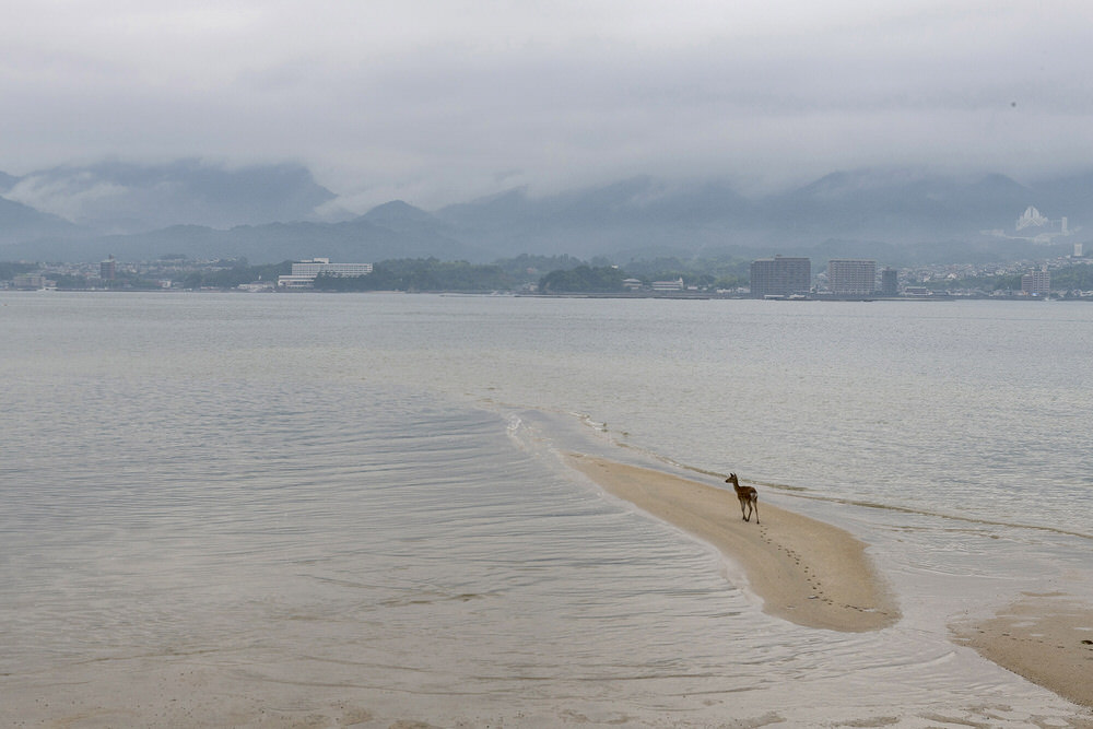 Photograph Clarence Lin Deer Of Miyajima on One Eyeland