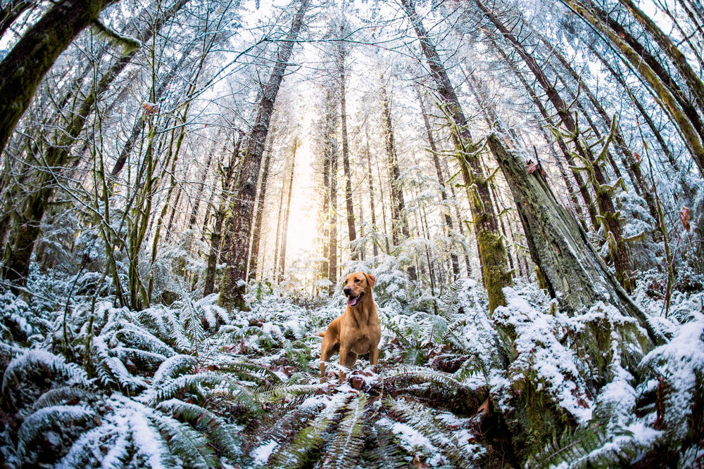 Photograph Mac Holt Frostbite on One Eyeland