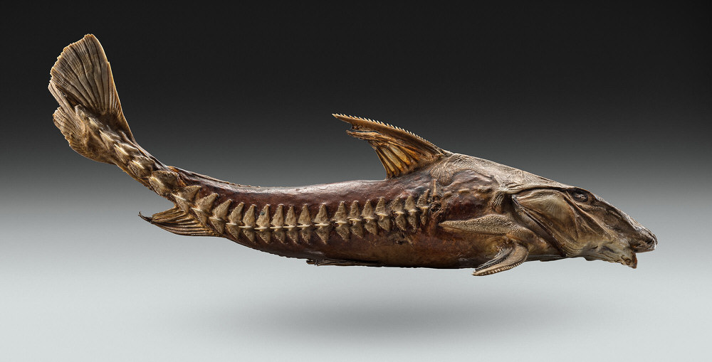 Photograph Nick Nacca Fish Skeleton on One Eyeland