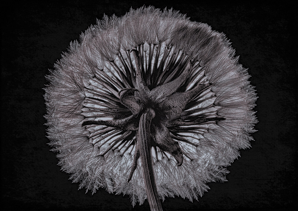 Photograph Duschan Tomic Dry Dandelion on One Eyeland
