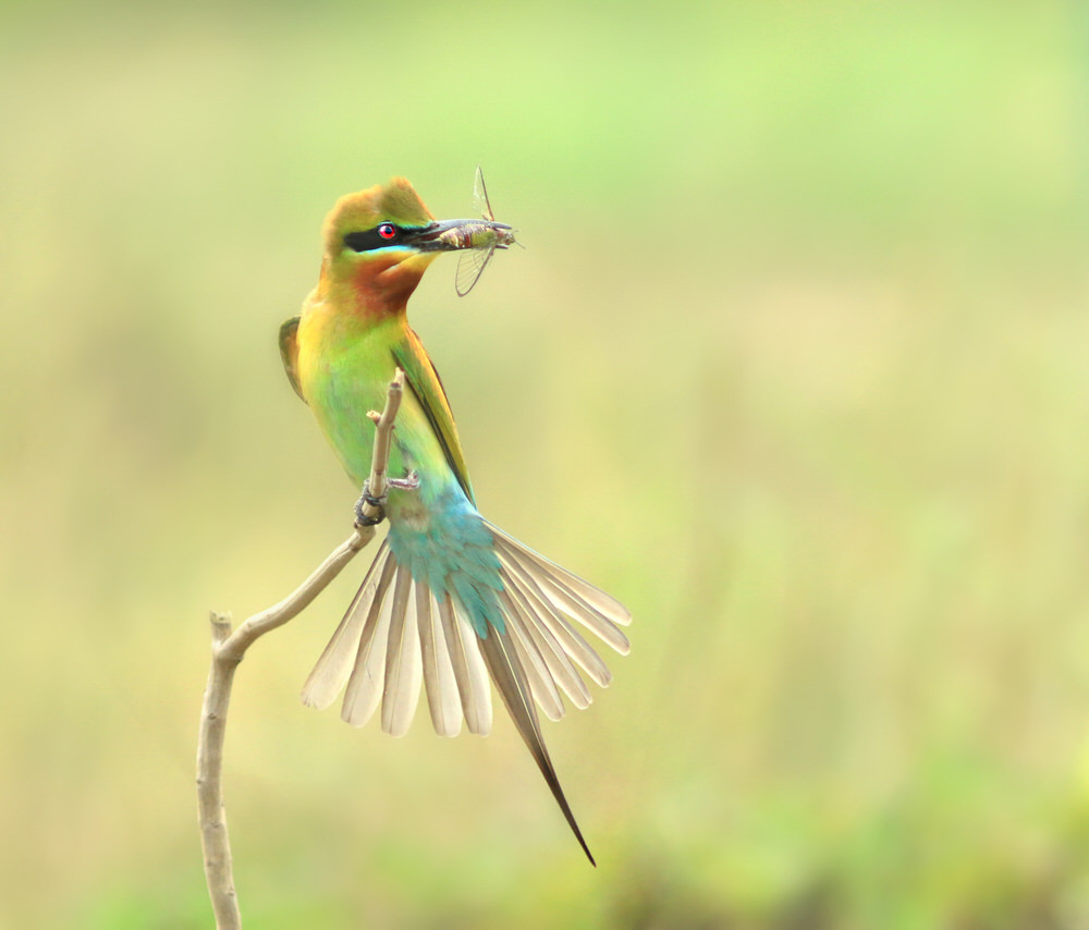 Photograph Prasanna Bhat Wing Spread on One Eyeland