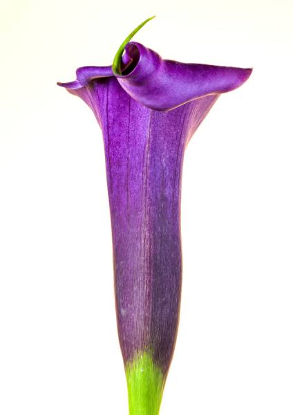 Photograph Duschan Tomic Purple Calla With A Twist Ii on One Eyeland