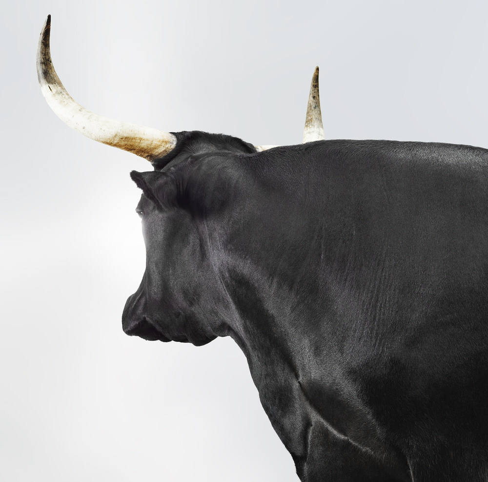 Photograph John Fulton Bull 1 on One Eyeland