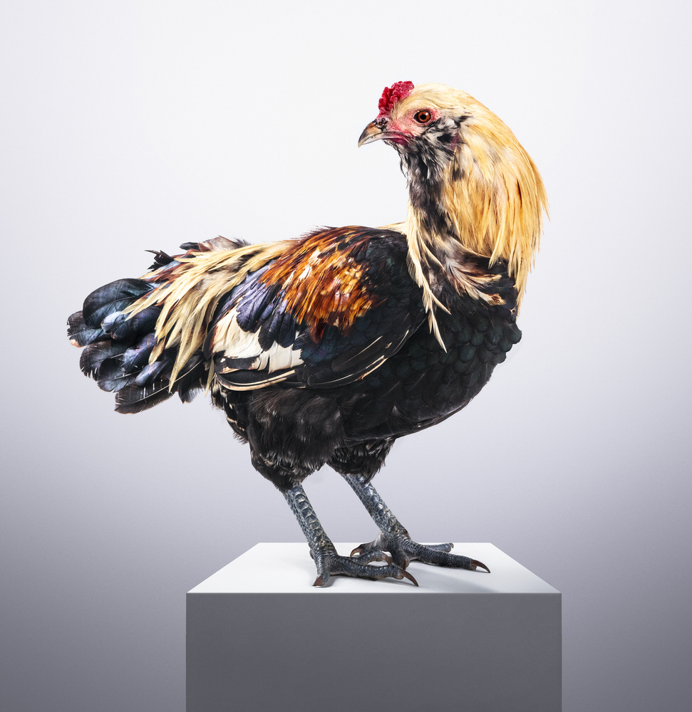 Photograph John Fulton Rooster 2 on One Eyeland