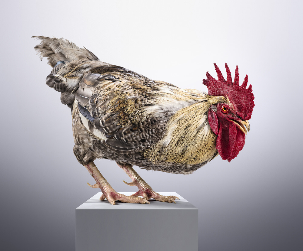 Photograph John Fulton Rooster 1 on One Eyeland