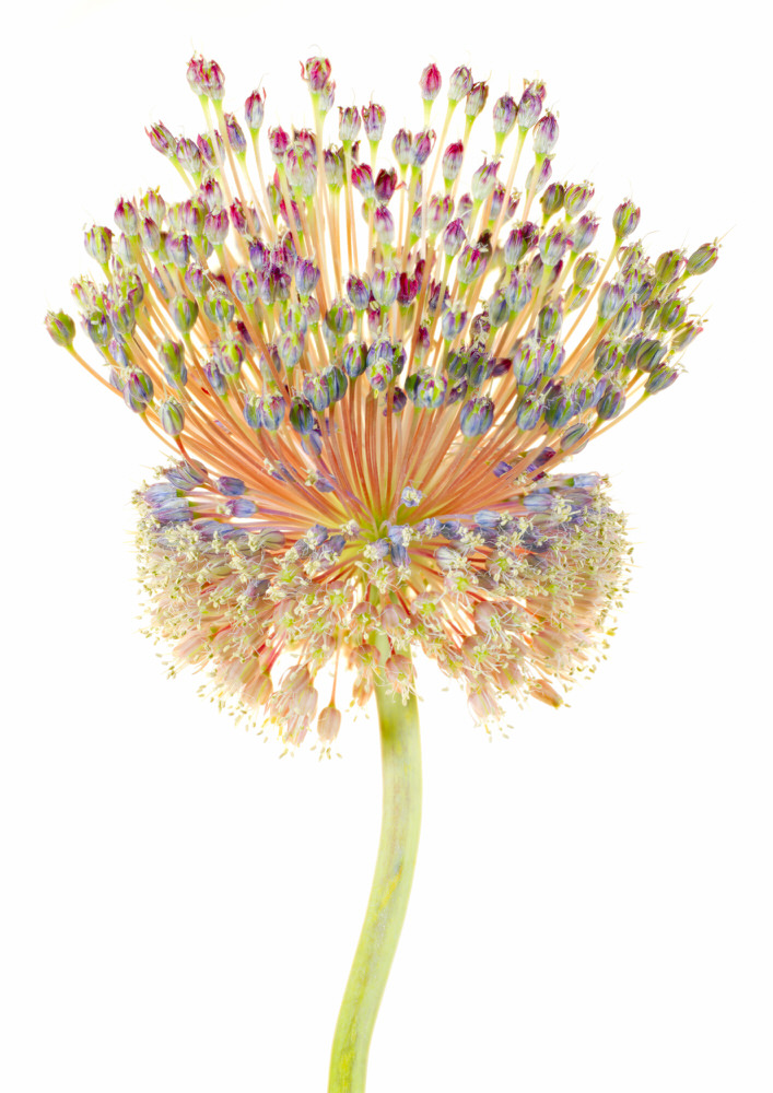 Photograph Duschan Tomic Allium on One Eyeland
