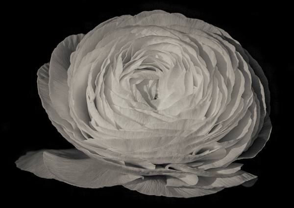 Photograph Duschan Tomic White Ranunculus on One Eyeland