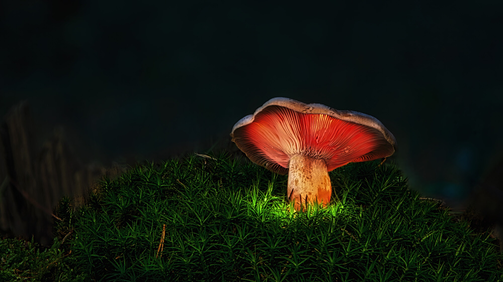 Photograph Eduard Gorobets Fungus on One Eyeland