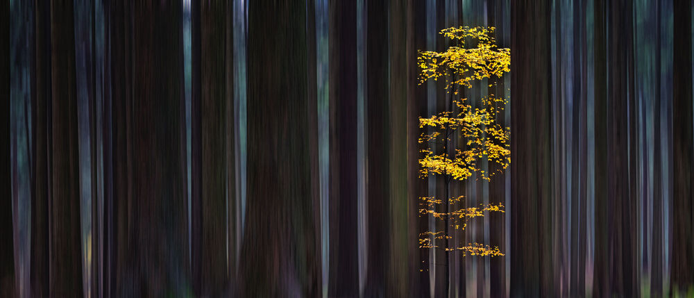 Photograph Eduard Gorobets Dense Forest 1 on One Eyeland