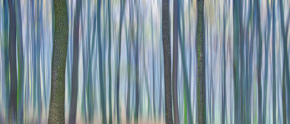 Photograph Eduard Gorobets Dense Forest 2 on One Eyeland