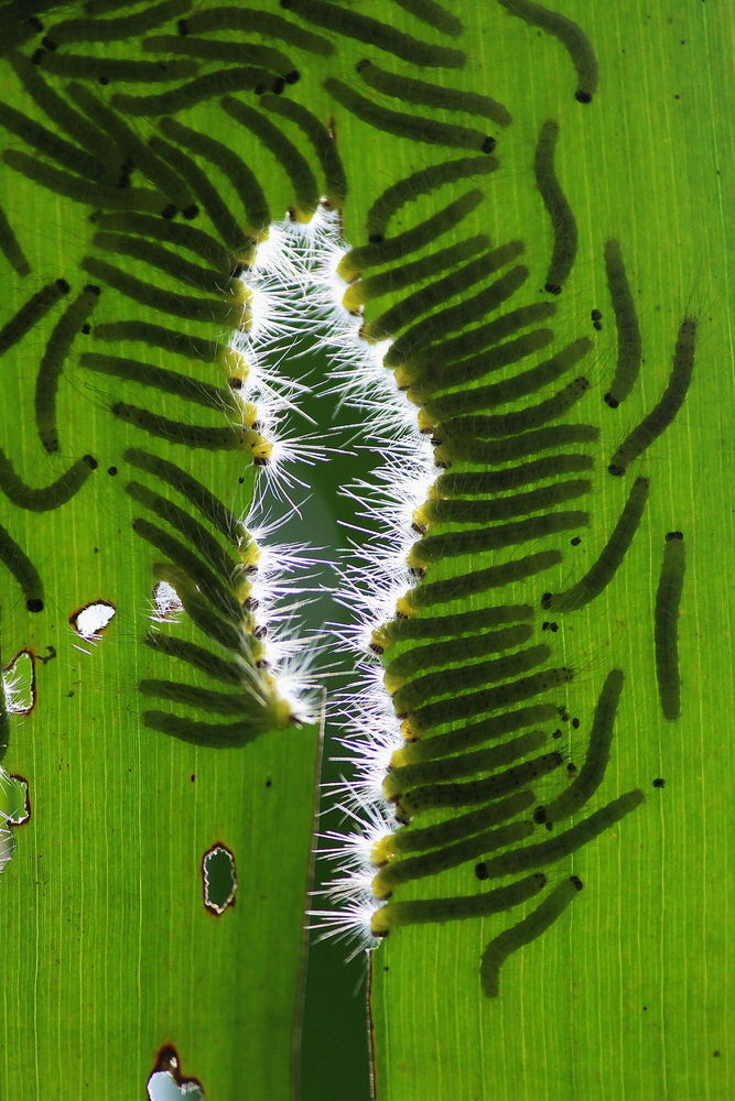 Photograph Dibakar Roy Babies It Is Your Lunch Time on One Eyeland