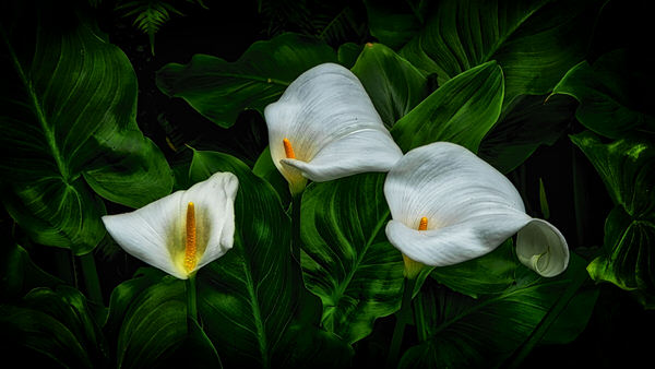 Photograph Eduard Gorobets Calla Lily on One Eyeland