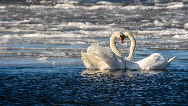 Photograph Eduard Gorobets Swans on One Eyeland