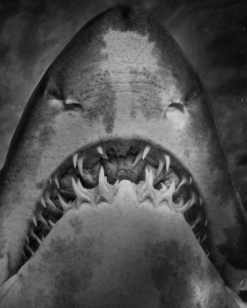 Photograph Antti Viitala Rugged Tooth Shark on One Eyeland