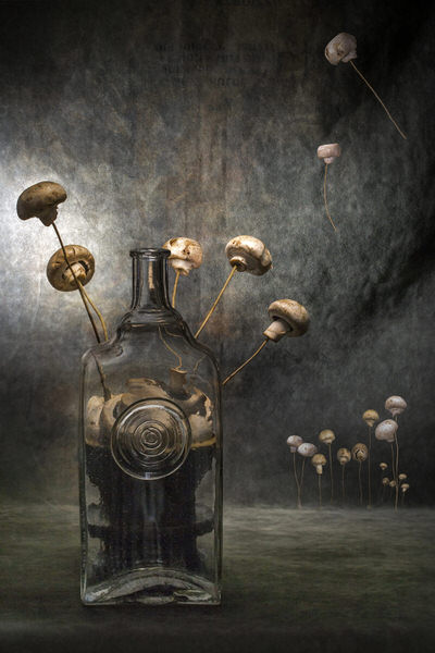 Photograph Valentin Ivantsov Mushrooms on One Eyeland