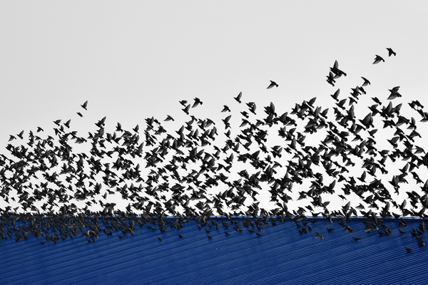 Photograph Raceala Elena Flying Birds on One Eyeland