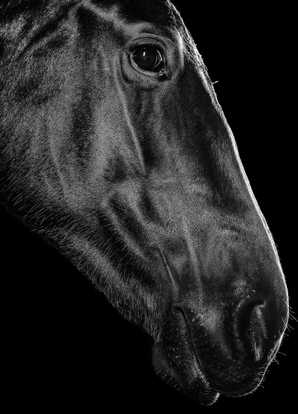 Photograph Jackson Carvalho The Horse on One Eyeland