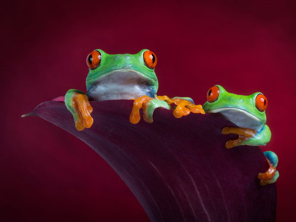Photograph Angi Wallace Buddies on One Eyeland
