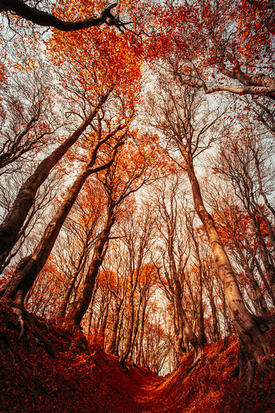Photograph Jana Cajda Burning Trees on One Eyeland