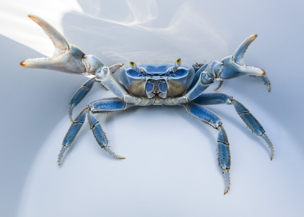Photograph Russell Satterthwaite Blue Crab on One Eyeland