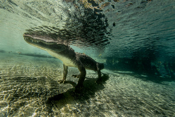 Photograph Russell Satterthwaite Casper on One Eyeland