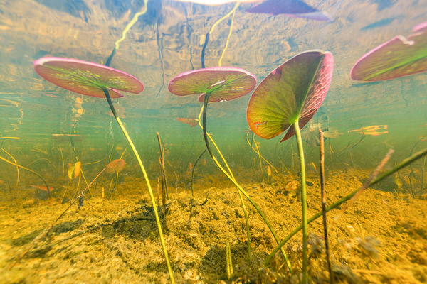 Photograph Russell Satterthwaite The Everglades From Below on One Eyeland
