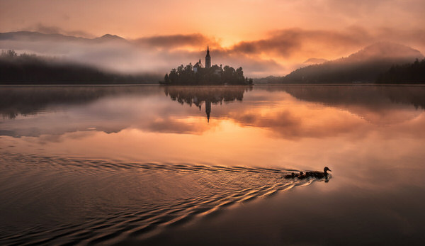 Photograph Ales Krivec Duck Family At Lake Bled on One Eyeland