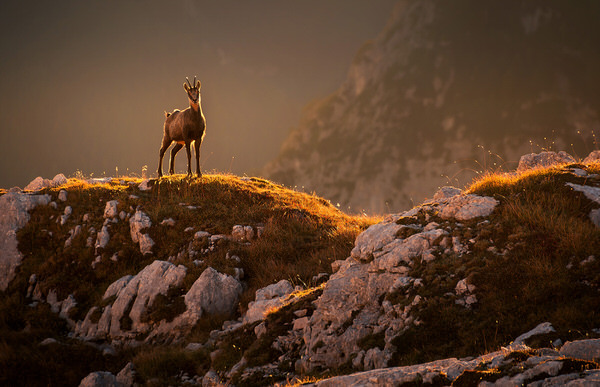 Photograph Ales Krivec Mountain Goat on One Eyeland