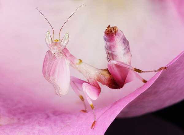 Photograph Angi Wallace Orchid Mantis on One Eyeland