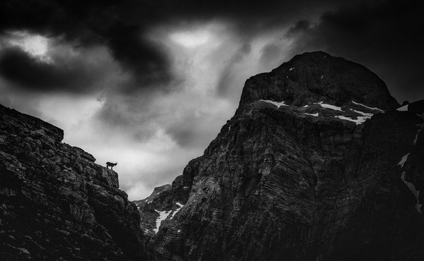 Photograph Ales Krivec Alpine Ibex In The Alps on One Eyeland