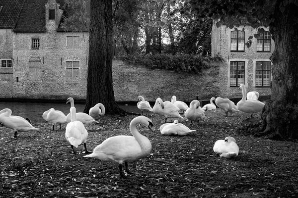 Photograph Yasuhiro Sakuda Swans on One Eyeland