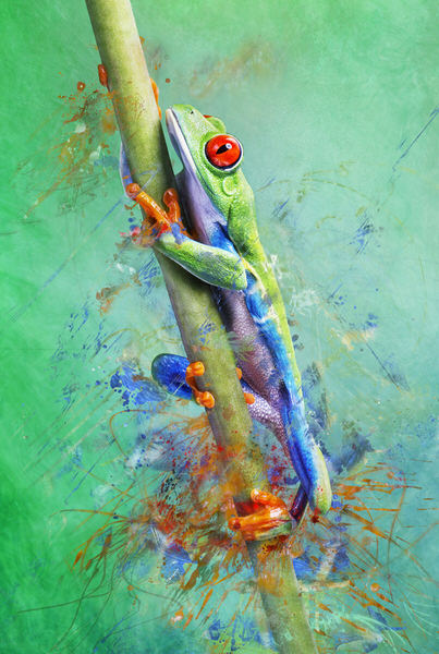 Photograph Angi Wallace Splat on One Eyeland